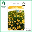 Harvest Shop ဒေစီပန်းအဝါမျိုးစေ့ AP 16