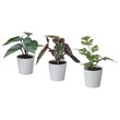 Ikea Fejka Artifi Potted Plant W Pot, Set Of 3, In/Outdoor Green, 6 Cm Green 305.380.18
