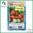 Harvest Shop Seeda ခရမ်းချဉ်သီးမျိုးစေ့ TM 001