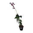 Sitt Sitt Dendrobiam Orchid