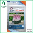 Harvest Shop Red Amaranth Microgreen Seeds JMG 01
