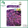Harvest Shop Verbena Finesse Seeds AP 18